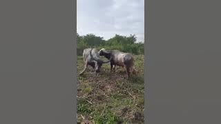 kerbau belang super tanduk satu meter minta kawin 😀