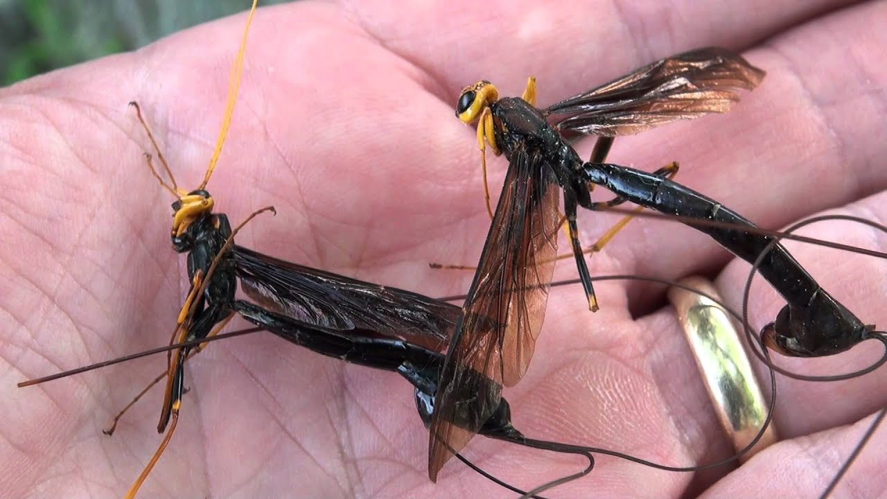 ichneumon wasps