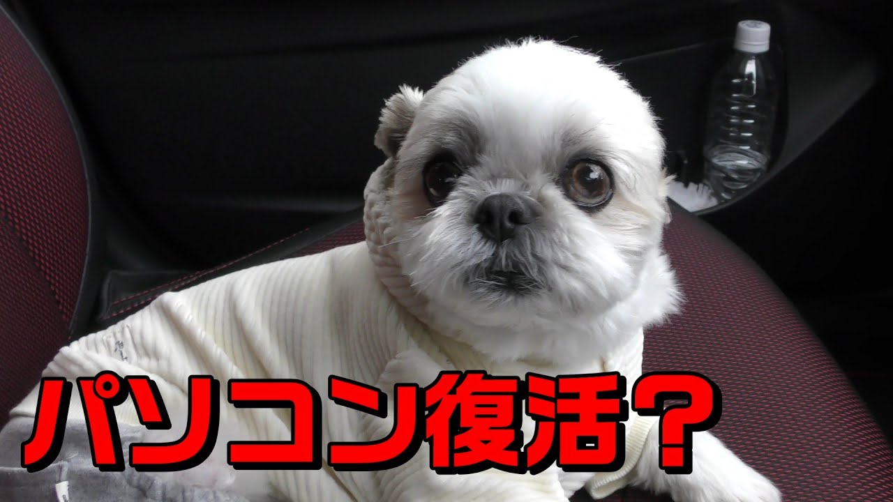 シーズー　また少しずつやっていきます！