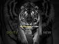 Do or die #motivation #success #shorts