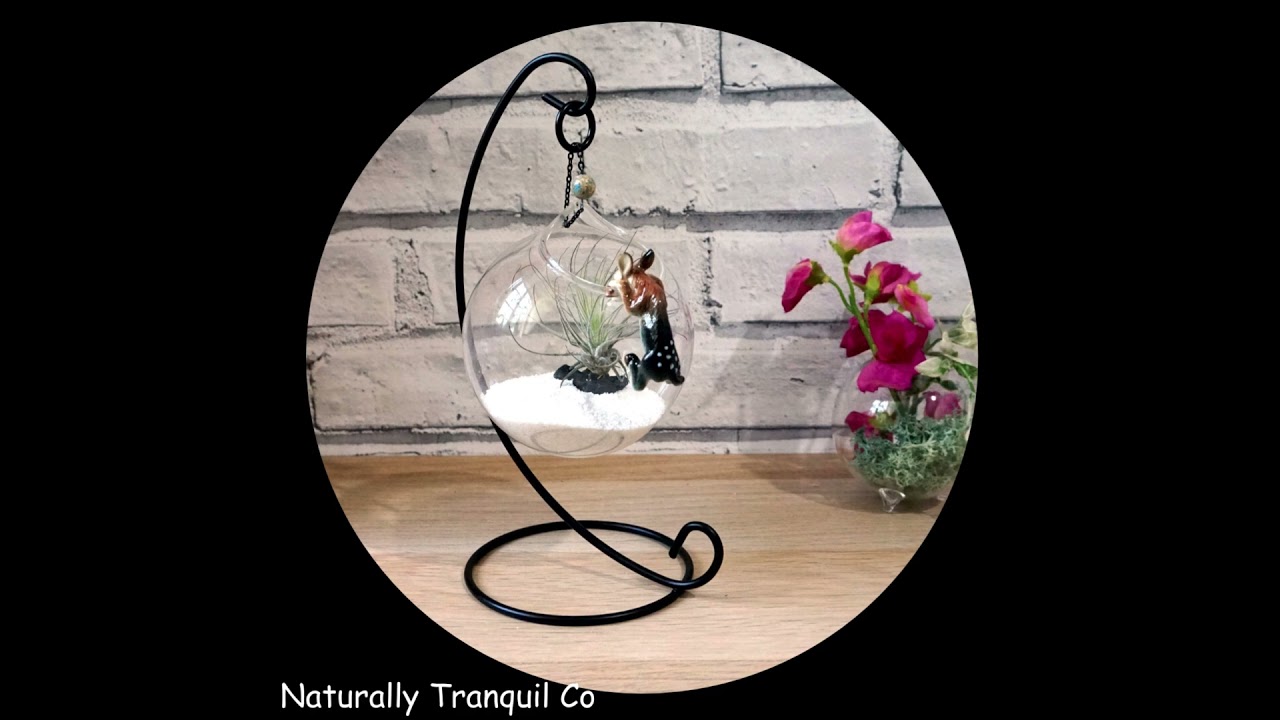 How To Display Air Plants