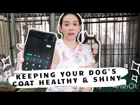Video: Verbeter de huid en vacht van uw Greyhound met deze ene eenvoudige hack