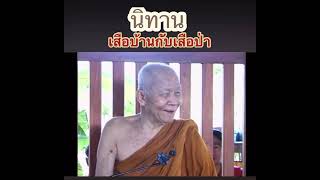 อยากได้เสือมาเลี้ยง “เสือบ้านน่ารัก”