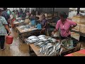 Visit on Sri Lanka fish market Chilaw, Besuch Fischmarkt スリランカの魚市場を訪問 pesca targ rybny рыбный рынок