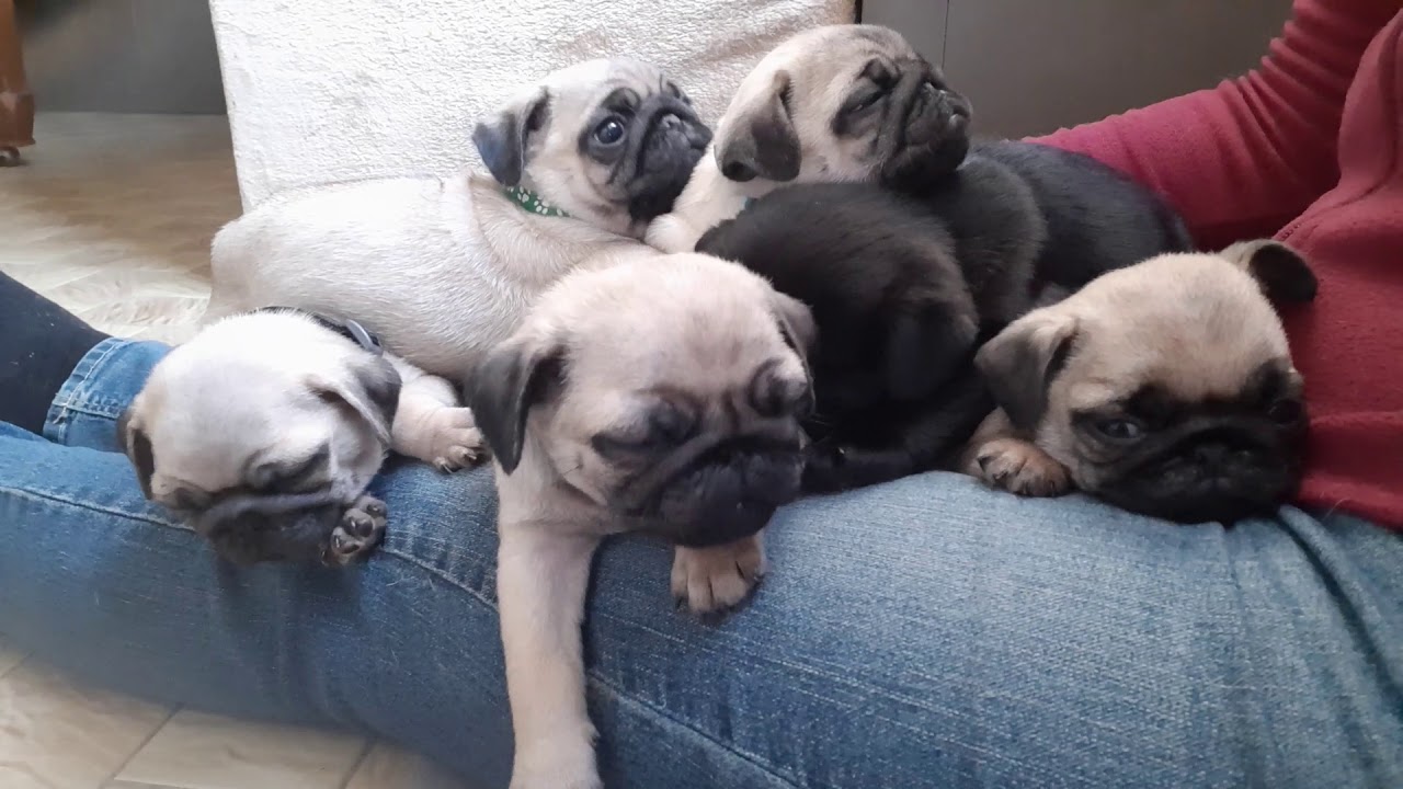 Dreamlander jeux, câlins et sieste