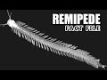 Remipede Facts: the Swimming Centipede 🐛 Animal Fact Files