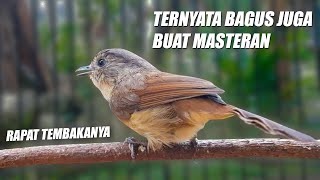 MASTERAN TEMBAKAN KASAR ROLL PANJANG!! BURUNG FLAMBOYAN NEMBAK NYERECET NGEBREN SPEED RAPAT JERNIH