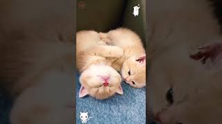 #CuteCats#FunnyCats#CatVideos#CatsOfYoutube#AdorableCats#CatLovers#Meow#CatLife#KittenVideos