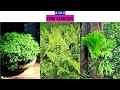 Fern varieties a to z