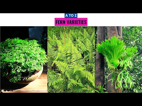 Video: Ferns, An Overview Of The Species. Home Care. Photo