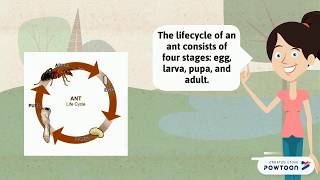 The Life Cycle of an Ant