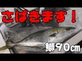 【さばきます】魚初心者が鰤（ブリ）をさばくとこうなります