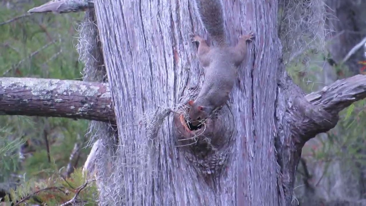 GREY SQUIRREL BUILDING NEST IN CYPRESS TREE