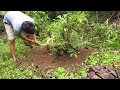 How to collect bonsai in the forest, Digging bonsai forest