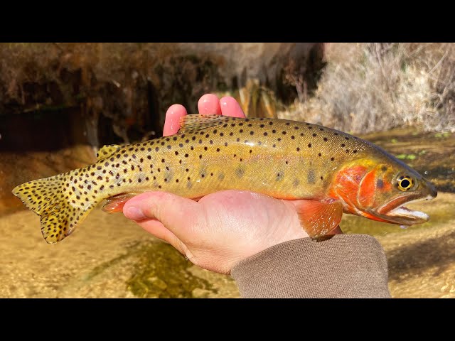 EPIC Day Ice Fishing for 3 Pound BROOK TROUT!! (CATCH & COOK!!) 