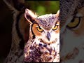 Owl   #eule #сова #owl #貓頭鷹
