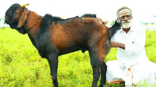 3 TYPES Of Mutton Recipe&#39;s Daddy&#39;s Favorite