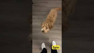 Learning tricks  #puppy #cockapoo #dog #tricks #adorable #cute