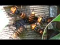 Giant hornets attacked beehive   Oh my god!