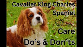 Caring Do's and Don'ts of Cavalier King Charles Spaniels  A Complete Guide