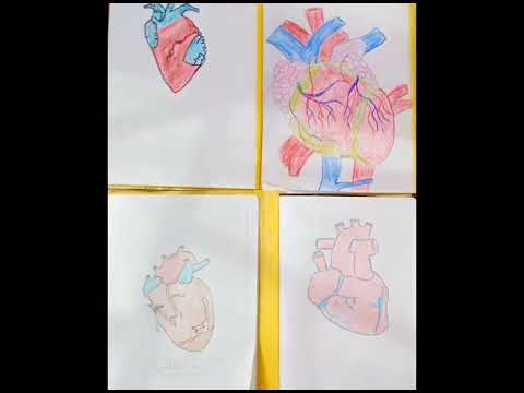 درس النبض ودقات القلب سنة ثالثة ابتدائي 