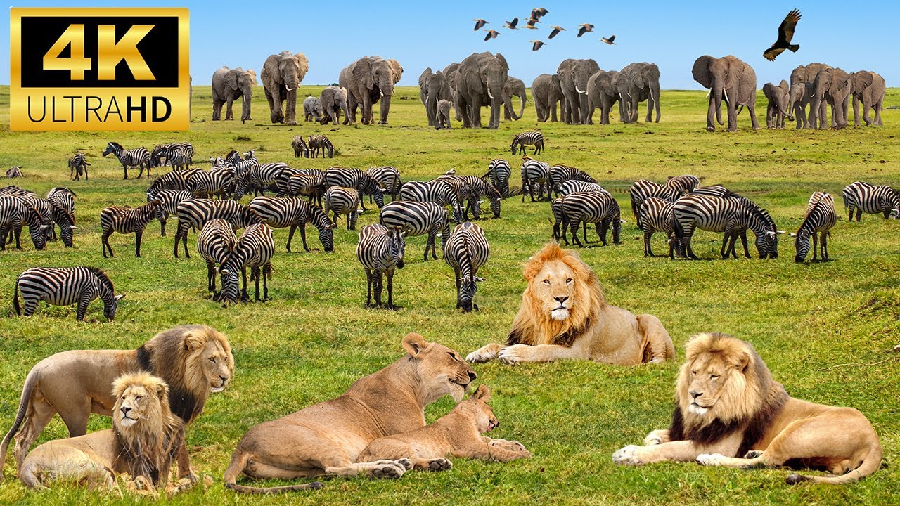 Animal visual data 7