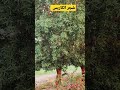 شجر الكاربس سريع النمو دائم الخضرة يصل قطرها إلى 25م مناسب للبلدان الحارة مزرعتنا في قطر Farming شجر الكاربس سريع النمو دائم الخضرة يصل قطرها إلى 25م مناسب للبلدان الحارة مزرعتنا في قطر Farming