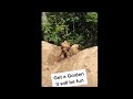 This Golden Retriever Absolutely Loves Playing In Dirt
