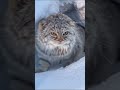 The Hidden Predator of the Snow ❄️ Manul in the Frozen Mountains #movie #manul #CryoWild
