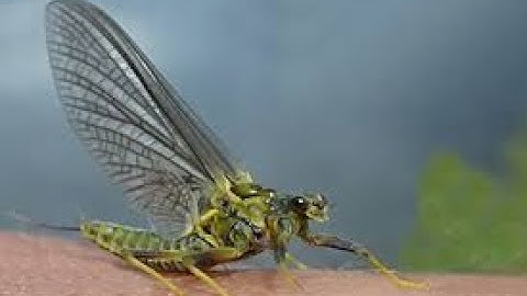 Blue Winged Olive (flytying tutorial)