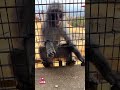 Feeding wild monkeys in Kyoto