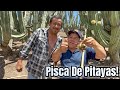 Increble pisca de pitayas en amacueca jalisco mexico