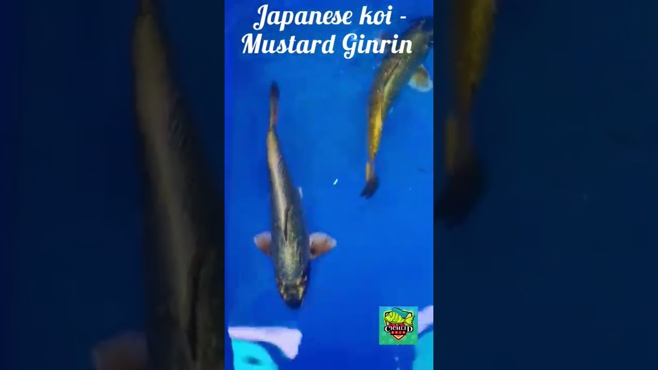 Imported Japanese koi available