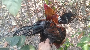 ต่อไก่ป่า- dib qaib qus tuaj zoo heev 21-3-2020