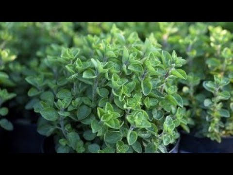 Video: Što je ukrasni origano: naučite kako uzgajati ukrasni origano