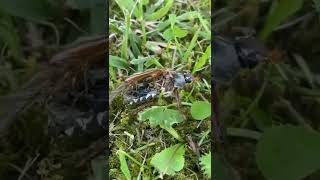 A zombie bug. This Killer Fungus Turns Flies into Zombies