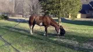 Holding On~Mighty Joe (RIP)