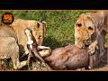 Lion Documentary | Life and Rivalries of Lions | Wild Animals