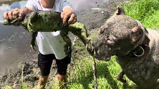 Hunting Mud Ditch with Giant Dogs for Massive Iguanas!