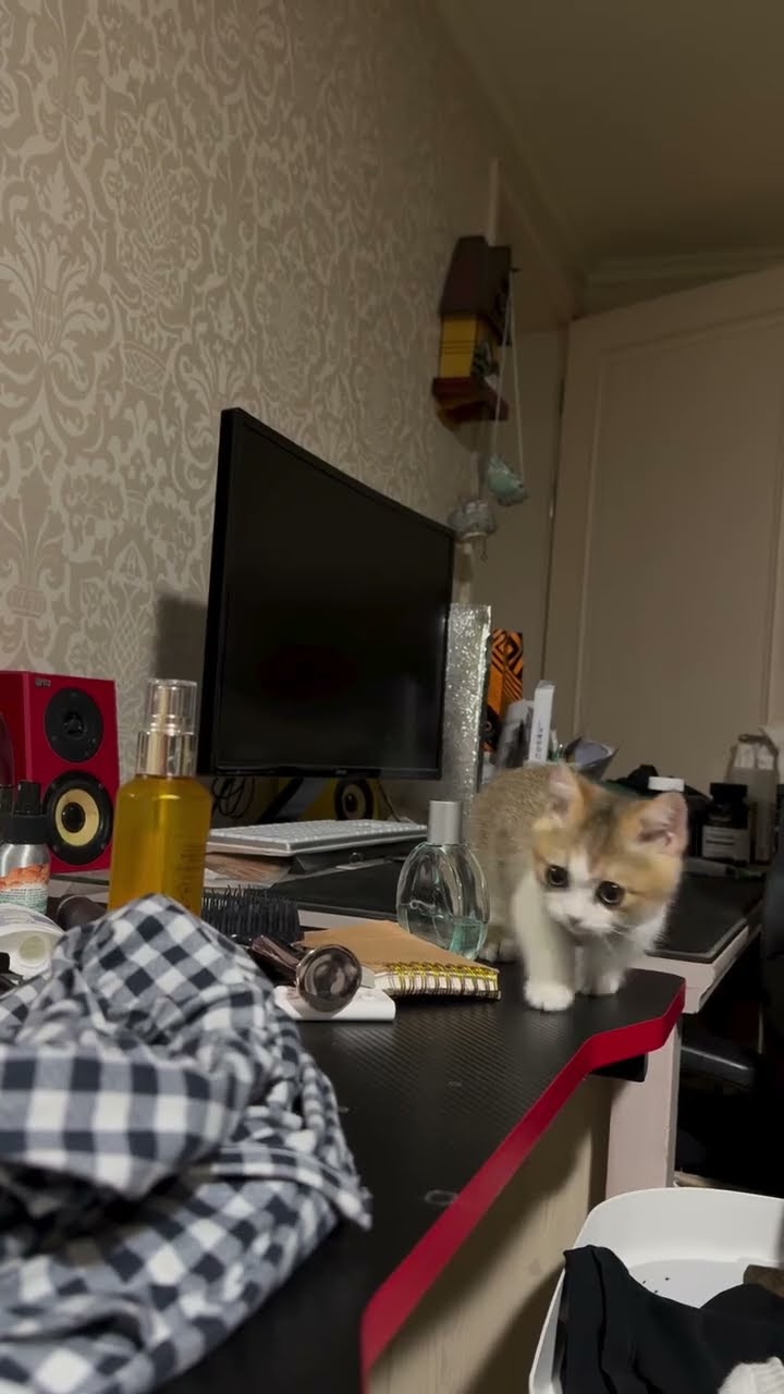 Comme tu bon petite chaton