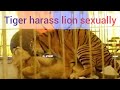Tigers Abuse Lions Sexually (Big Mistake)
