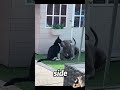 When a Cat Shows Some Love to a Dog #funny#shorts #foryou