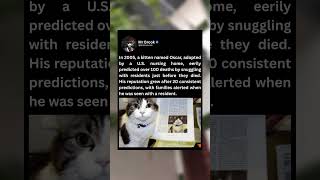 In 2005, a kitten named Oscar, adopted by a U.S.nursing home,eerilypredicted over 100 deaths by