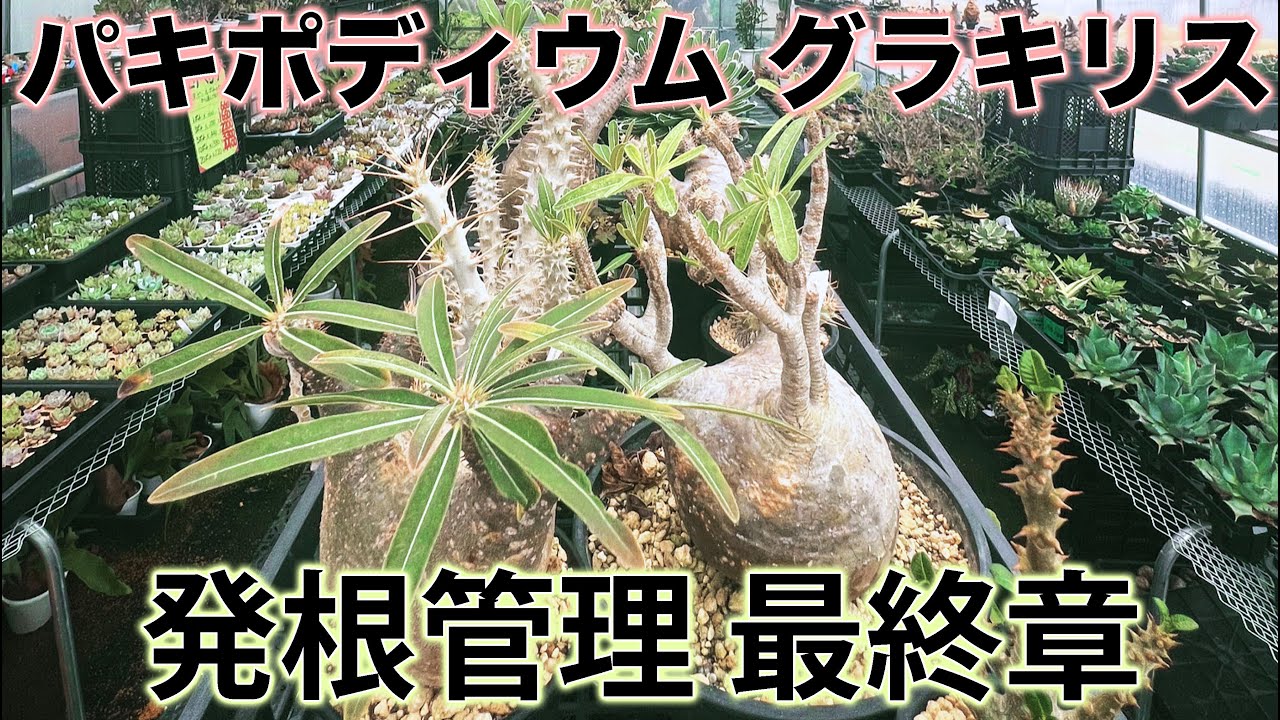 奥京都octopussy】マダガスカル現地球 パキポデュウム グラキリス