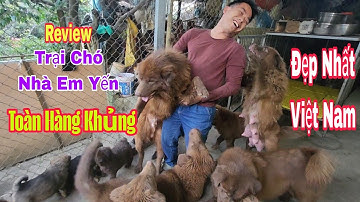 Review trại chó bắc hà xù nhà em yến tại bắc hà toàn hàng siêu khủng víp nhất Việt Nam #bachatv 