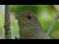 Ptice Hrvatske - Slavuj (Luscinia megarhynchos) (Birds of Croatia - Nightingale) (1/5)