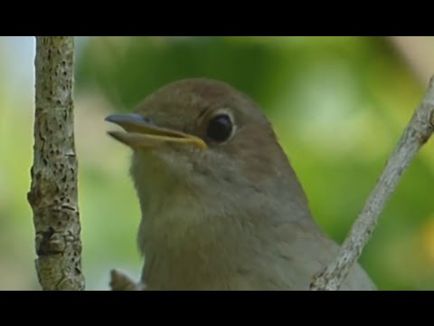 Video: Koje Se Ptice Zovu Zamorci