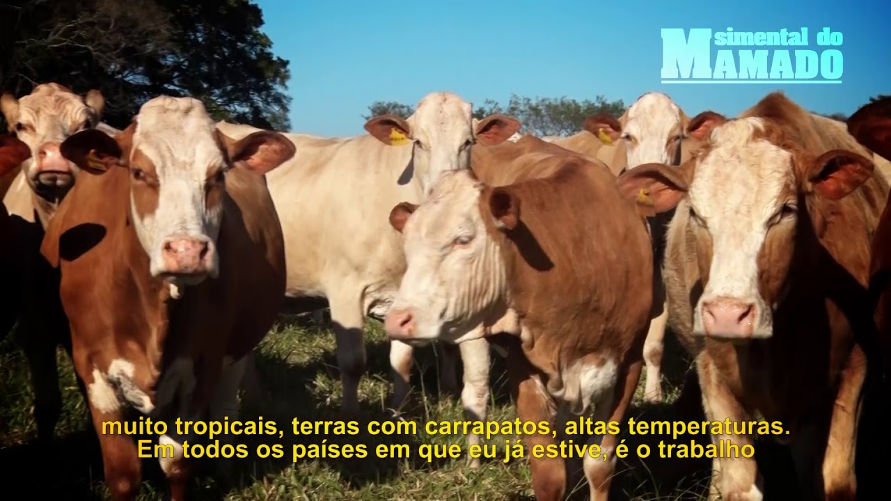 Taurus Genética- Doadoras - Simental