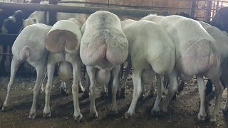 Big Size Dumba Sheep Collection | Rare Sheep Breed | Turkey Dumba Lalu Seth.