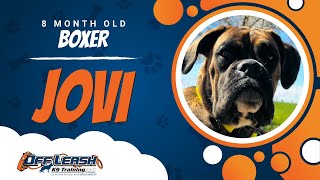 JOVI | FEMALE BOXER | COMPLETE | DOG | TRANSFORMATION | OBEDIENCE | RELIABLE | TRAINING by OffLeashK9Training 151 views 3 weeks ago 8 minutes, 58 seconds